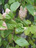 Variegated Kiwi Vine  / Actinidia kolomikta 
